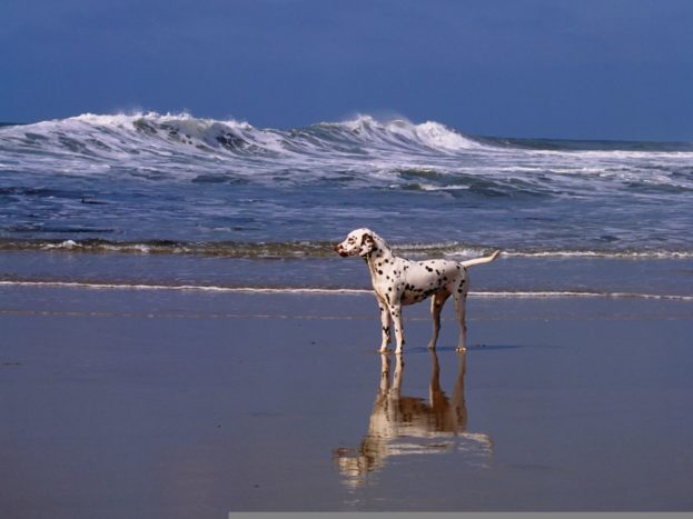 A Day At The Beach Dalmatian HD Wallpaper Backgrounds Dog Pictures